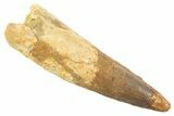 Fossil Spinosaurus Tooth - Real Dinosaur Tooth #343591-1